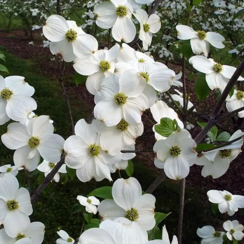 Super Cherokee Princess Dogwood Tree