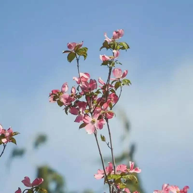 Super Princess Dogwood