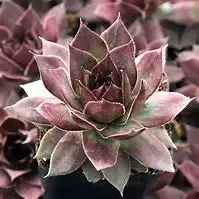 Super Sempervivums – Onyx