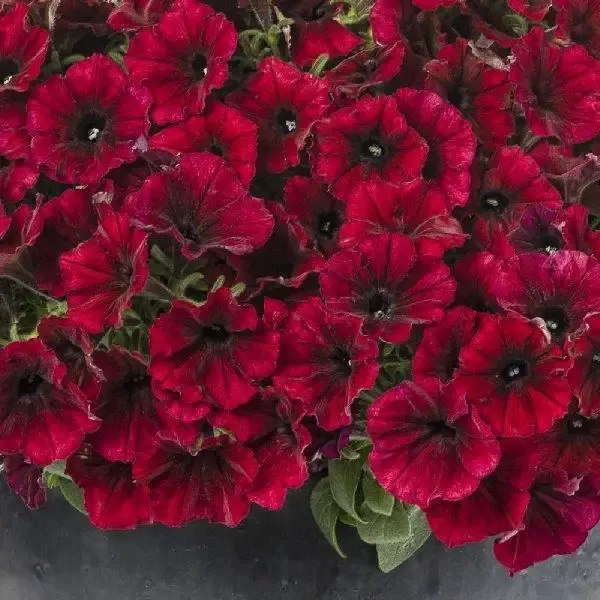 Supertunia Black Cherry