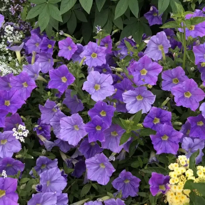 Supertunia Blue Skies