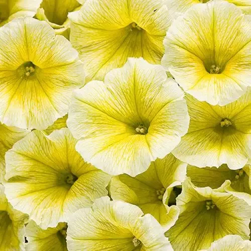 Supertunia Limoncello