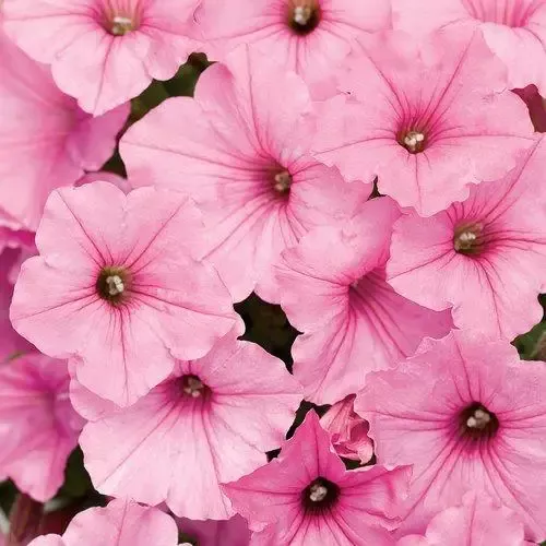 Supertunia Vista Bubblegum