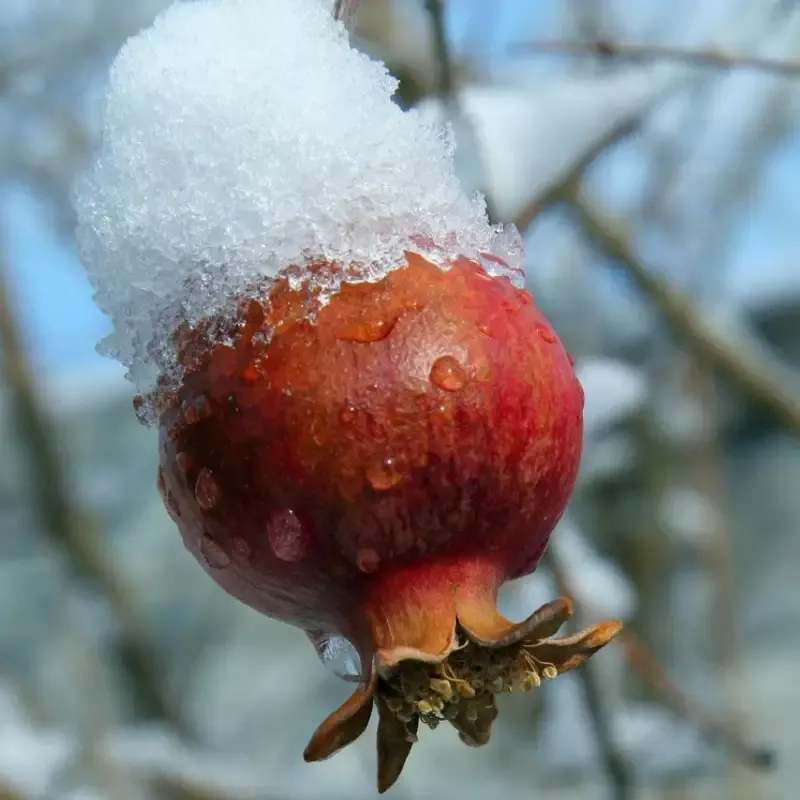 Surh-Anor Pomegranate – Cold Hardy Pomegranate