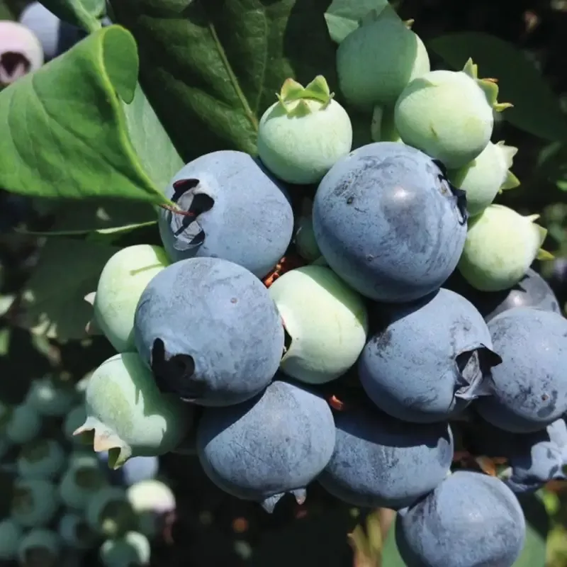 Suziblue- Southern Highbush Blueberry Bush