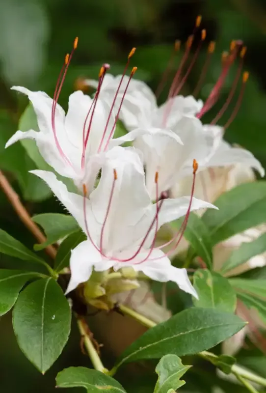 Sweet Azalea, Rhododendron arborescens