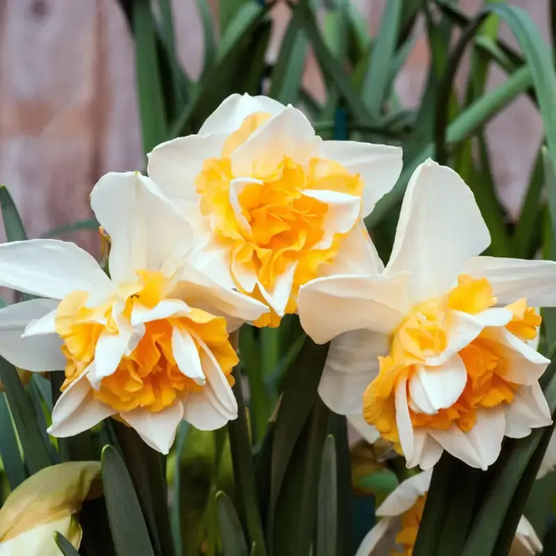 ‘Sweet Desire’ Double Flowering Daffodil (Narcissus)