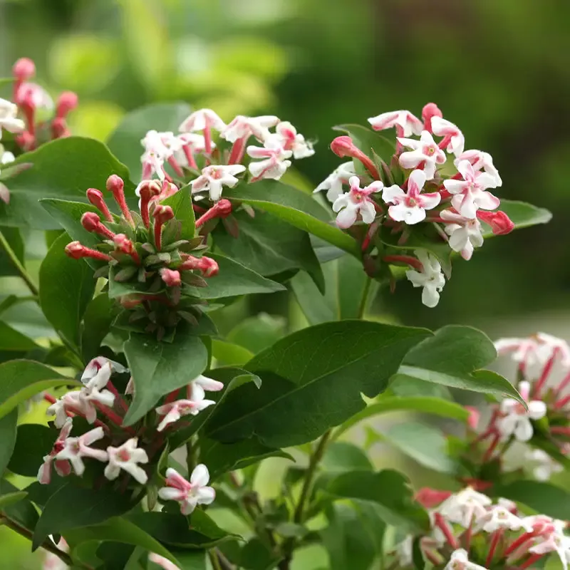 Sweet Emotion™ Abelia