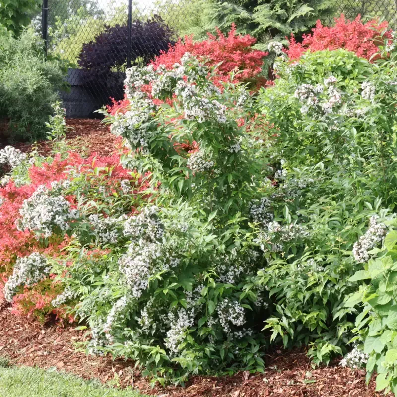 Sweet Emotion Blaze™ Abelia