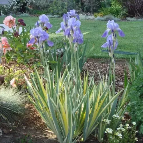 Sweet Iris ‘Aureo-Variegata’ Zebra Striped