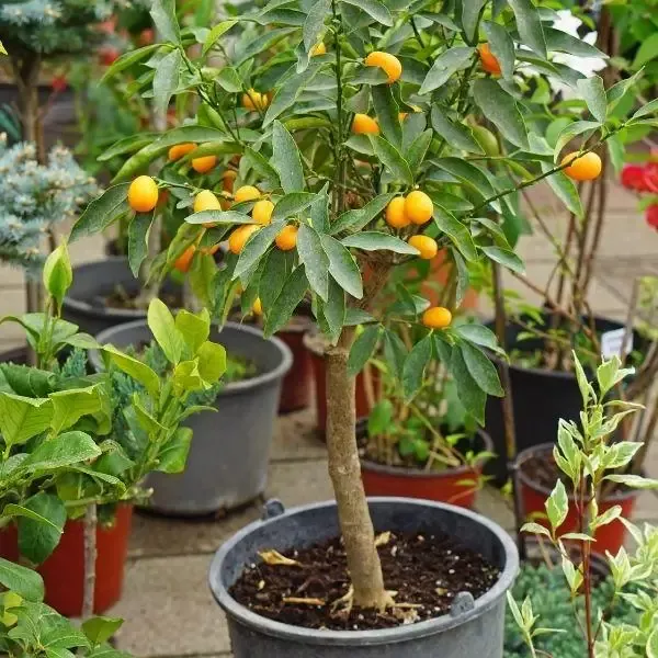 Sweet Kumquat Tree