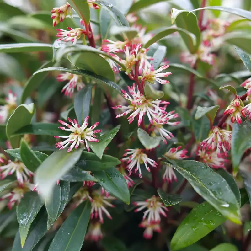 Sweet & Lo™ Sweet Box (Sarcococca)