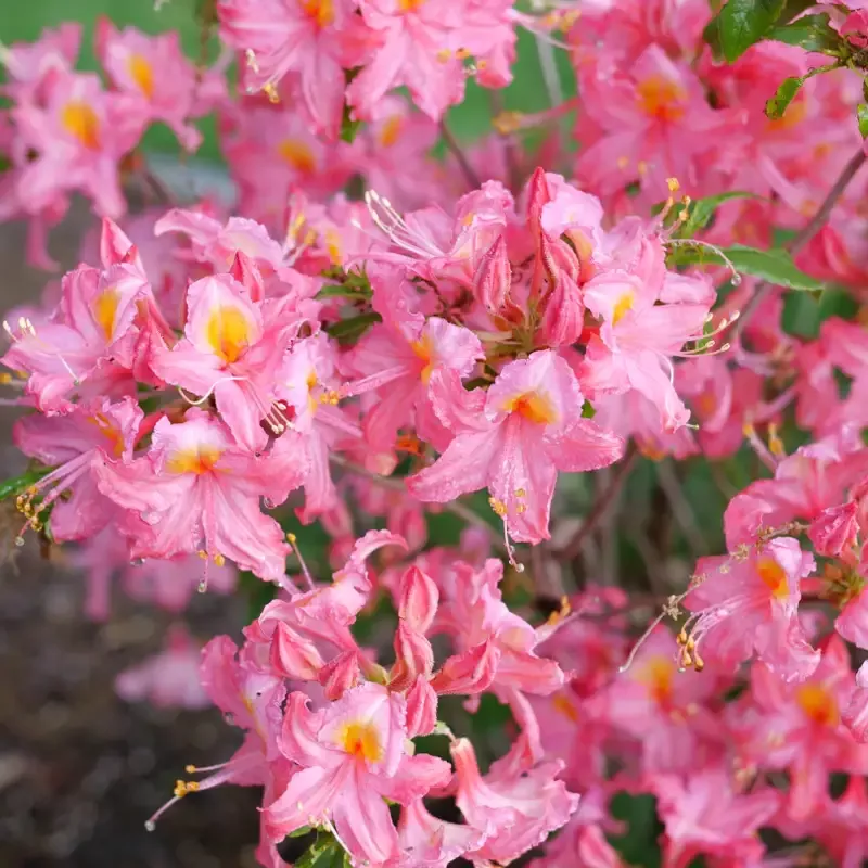 Sweet Reward™ Pink Azalea