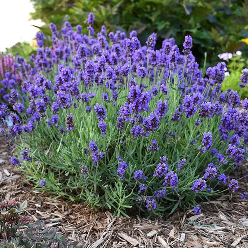 Sweet Romance™ Lavender (Lavandula)
