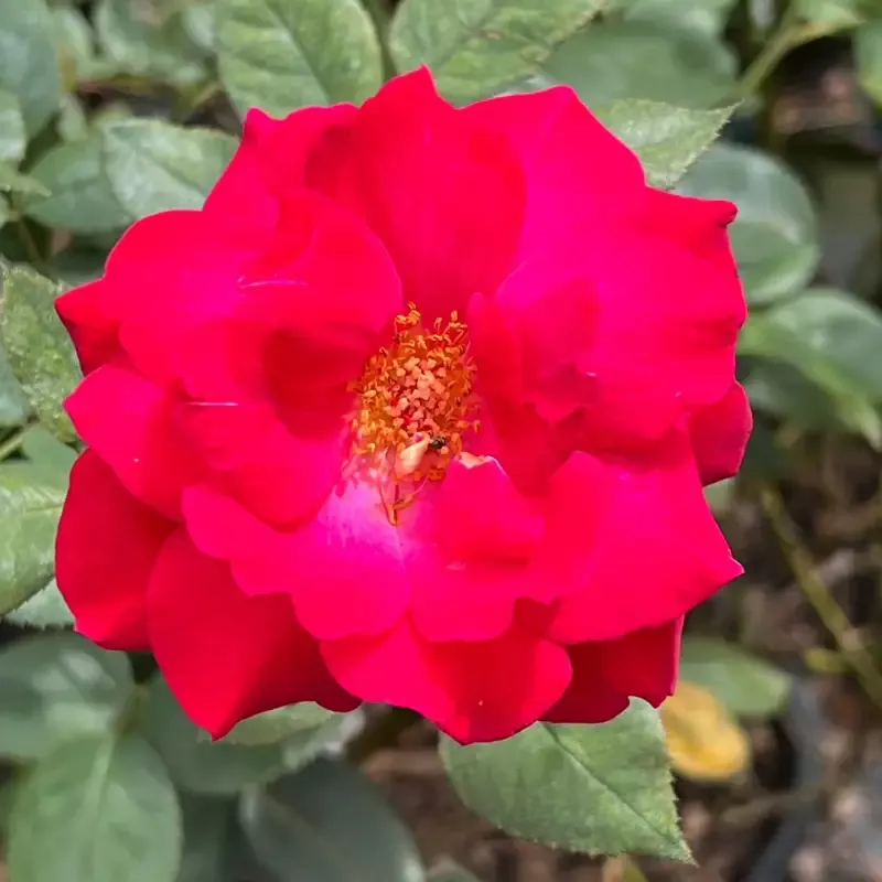 Sweet Spirit Rose