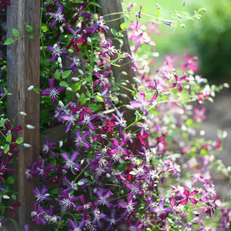 ‘Sweet Summer Love’ Clematis