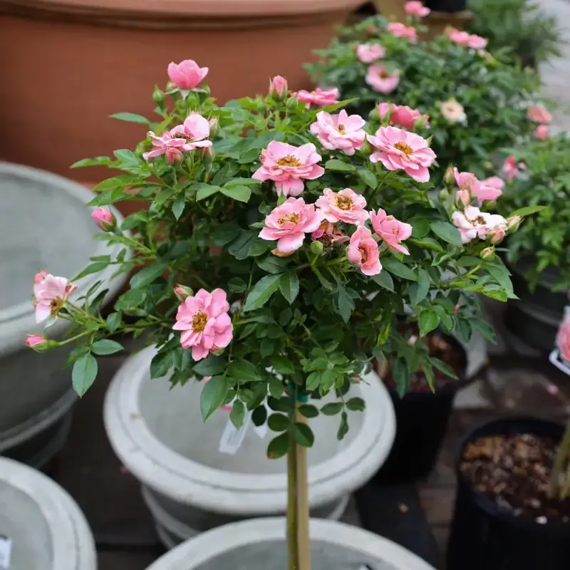 Sweet Sunblaze™ Miniature Rose – Tree Form