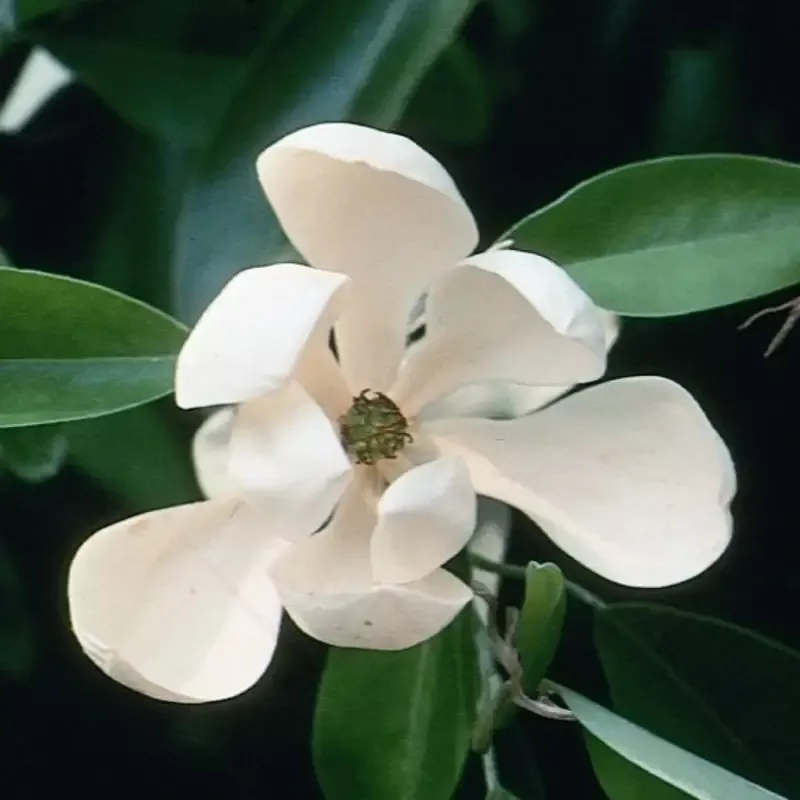 Sweetbay Magnolia Tree
