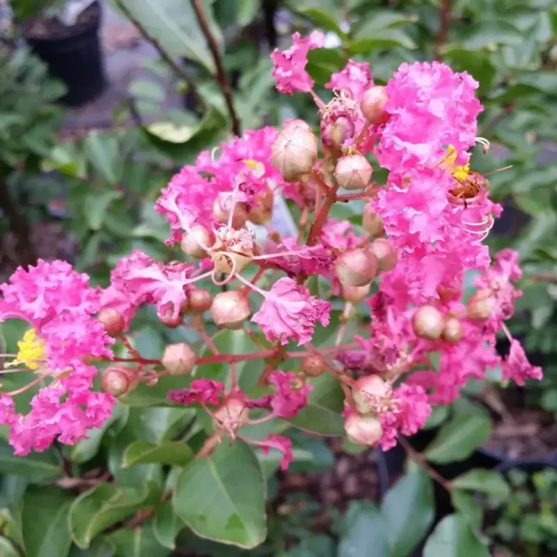 Sweetheart Dazzle Crape Myrtle