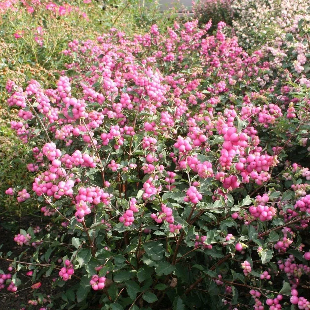 Symphoricarpos Candy #3