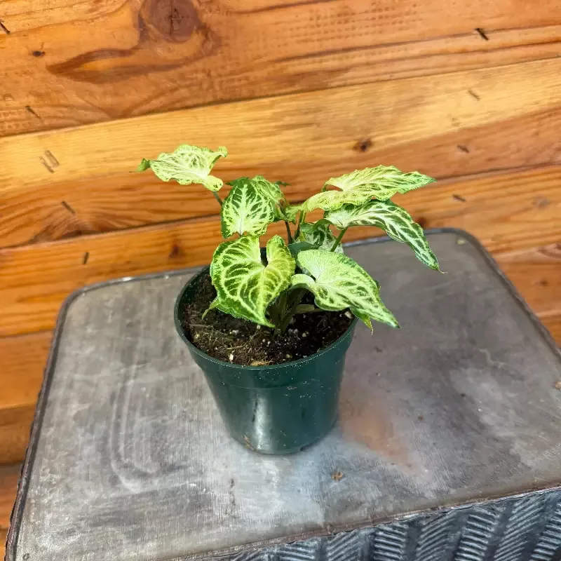 Syngonium Batik, 4″ Plant