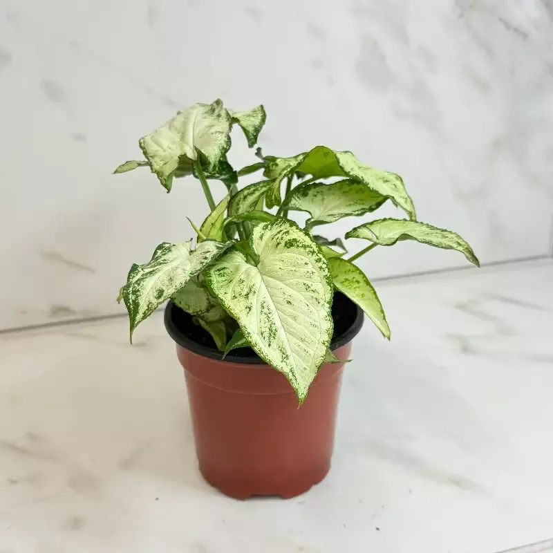 Syngonium Holly M, 4″ Plant