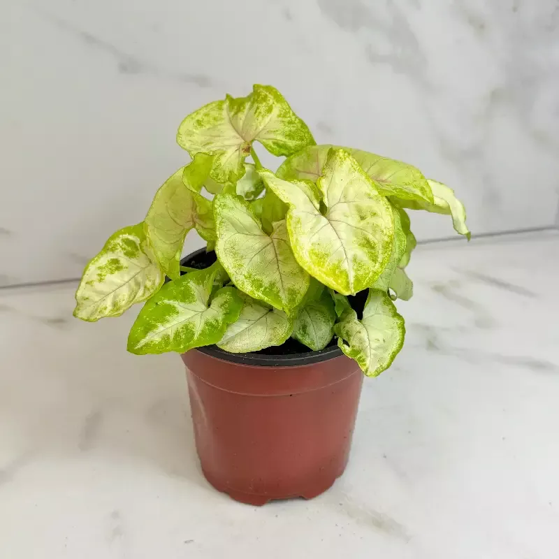 Syngonium Nephthytis Chiffon Allusion, 4″ Plant