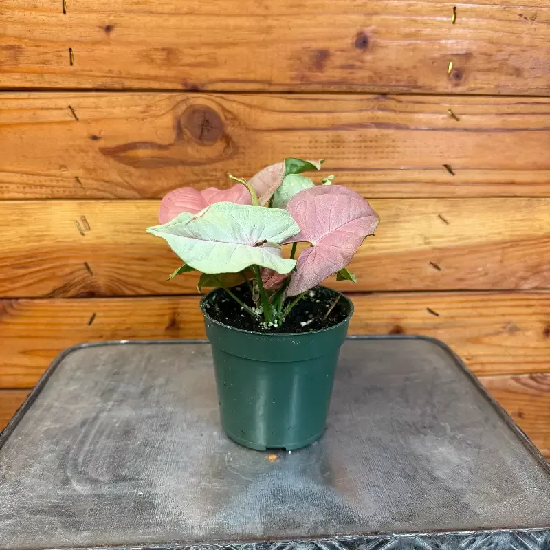 Syngonium Nephthytis Neon, 4″ Plant