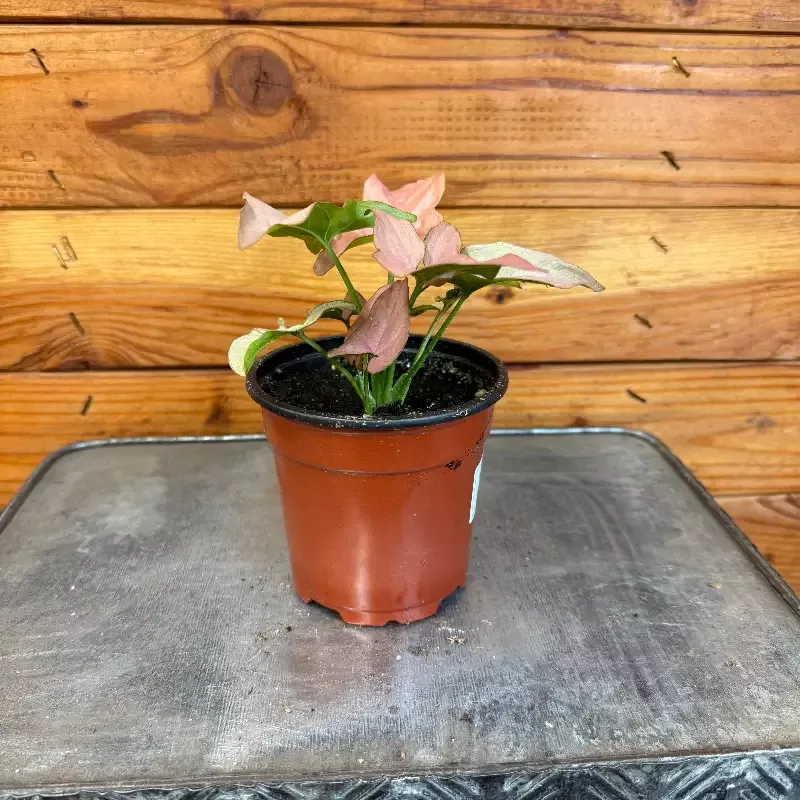 Syngonium Perfection, 4″ Plant
