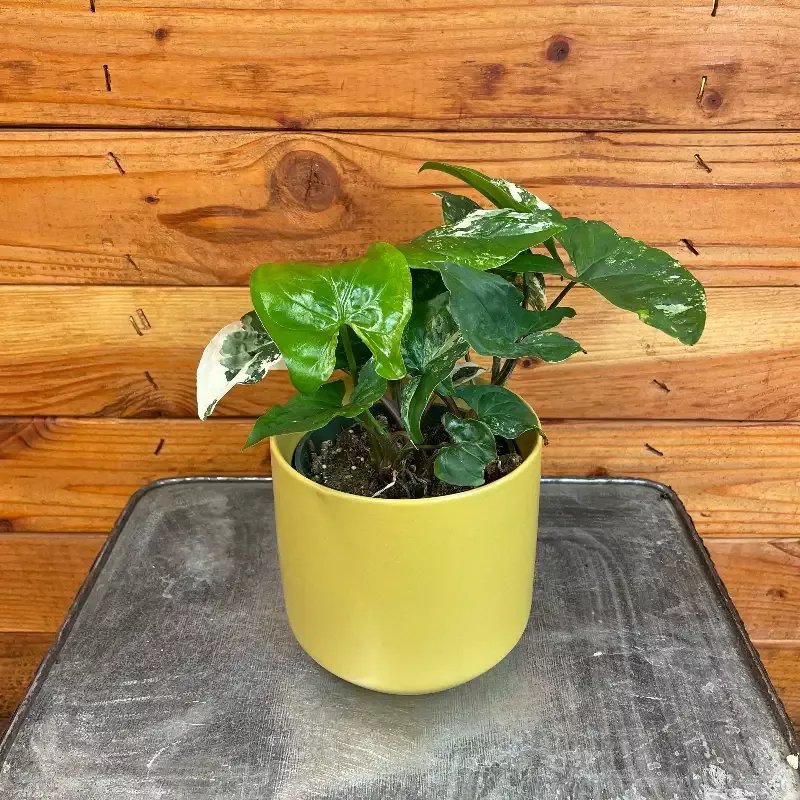 Syngonium Podophyllum Albo-Variegatum, 4″ Plant