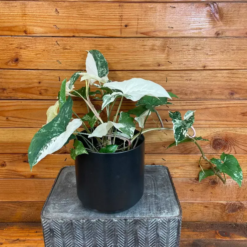 Syngonium Podophyllum Albo-Variegatum, 6″ Plant