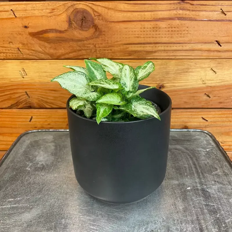 Syngonium Podophyllum ‘Three Kings’, 4″ Plant