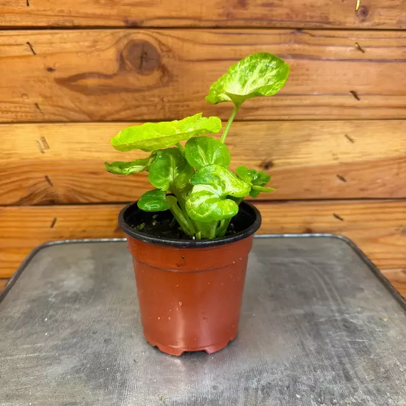 Syngonium Siam Kiwi Delight, 4″ Plant