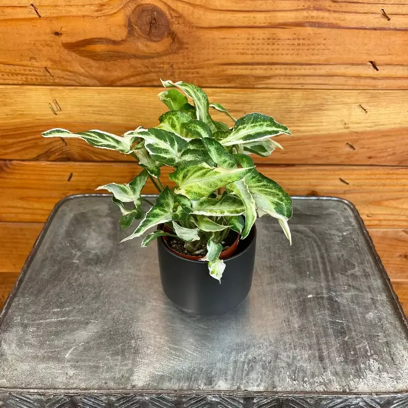 Syngonium Starlite, 2″ Plant