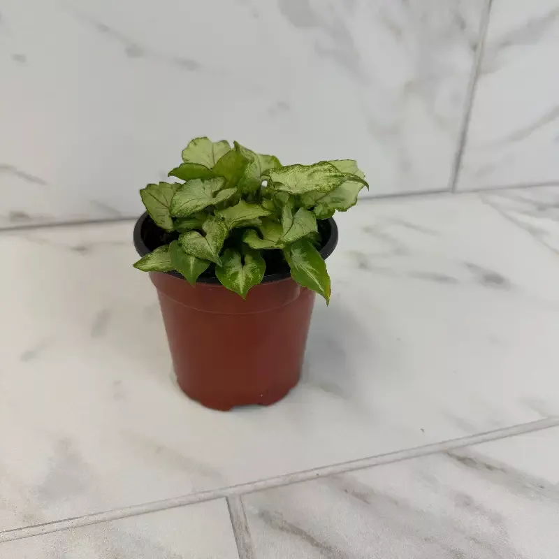 Syngonium Yami Red Wine, 4″ Plant