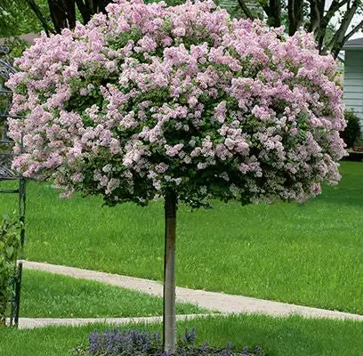 Syringa- Dwarf Korean Lilac – 7 Gallon