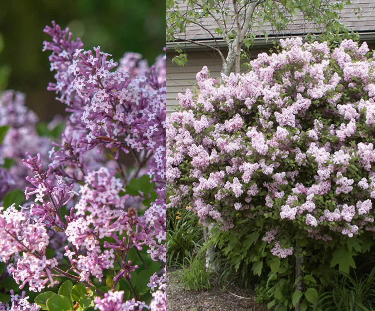 Syringa pat Miss Kim #3