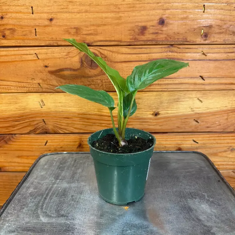 Tacca Chantrieri Black Bat Flower, 4″ Plant