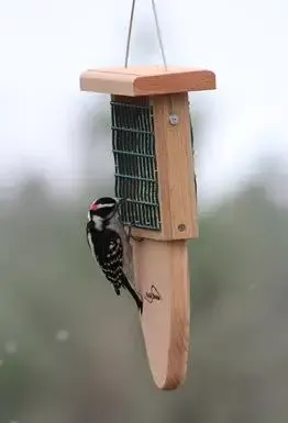Tail Prop Suet Feeder