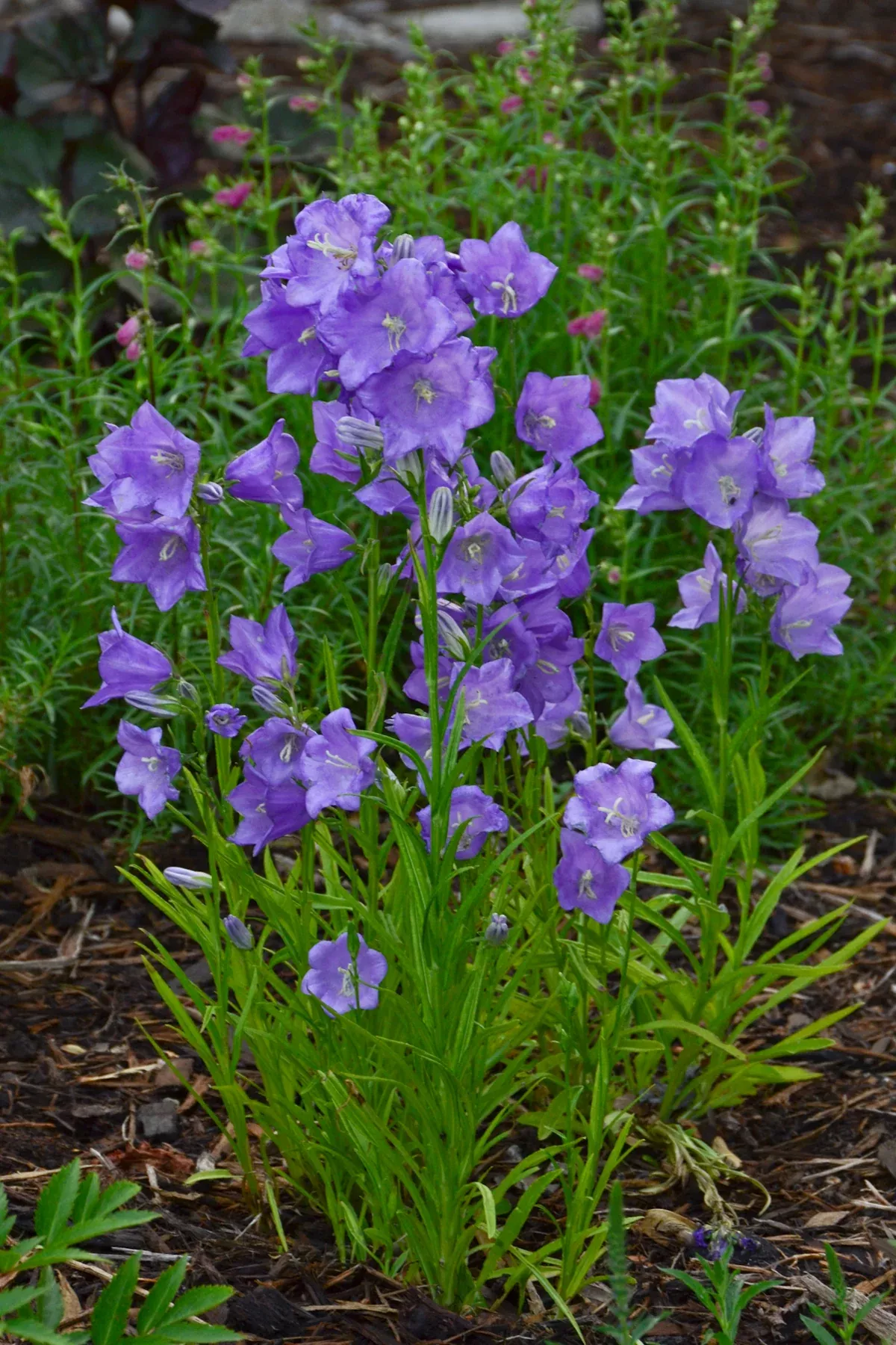 Takion Blue Peach-leaved Bellflower
