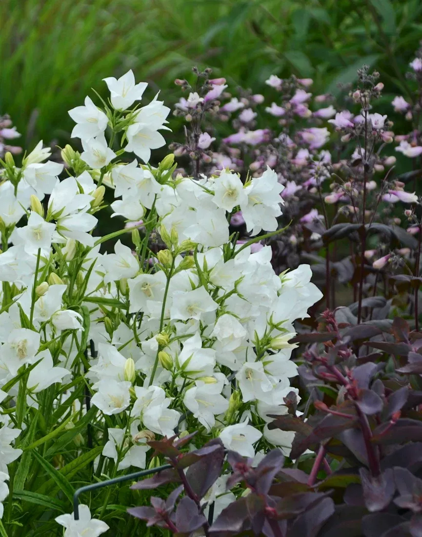 Takion White Peach-leaved Bellflower