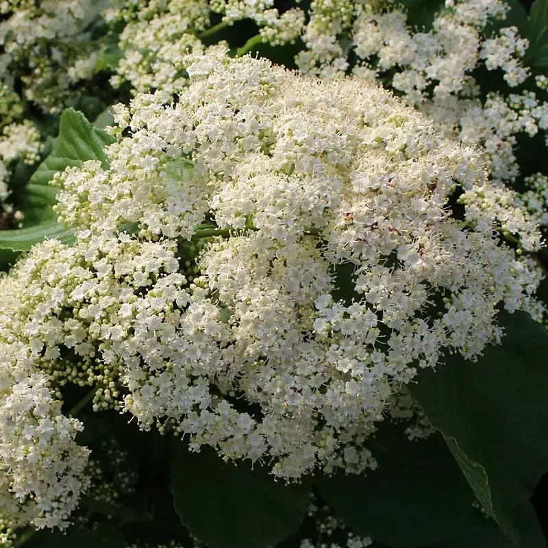 Tandoori Orange™ Linden Viburnum