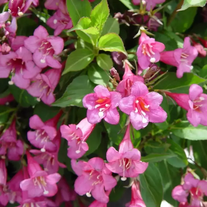 Tango’ Weigela Florida