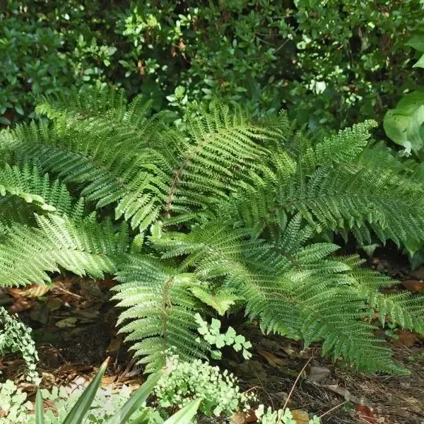 Tassel Fern
