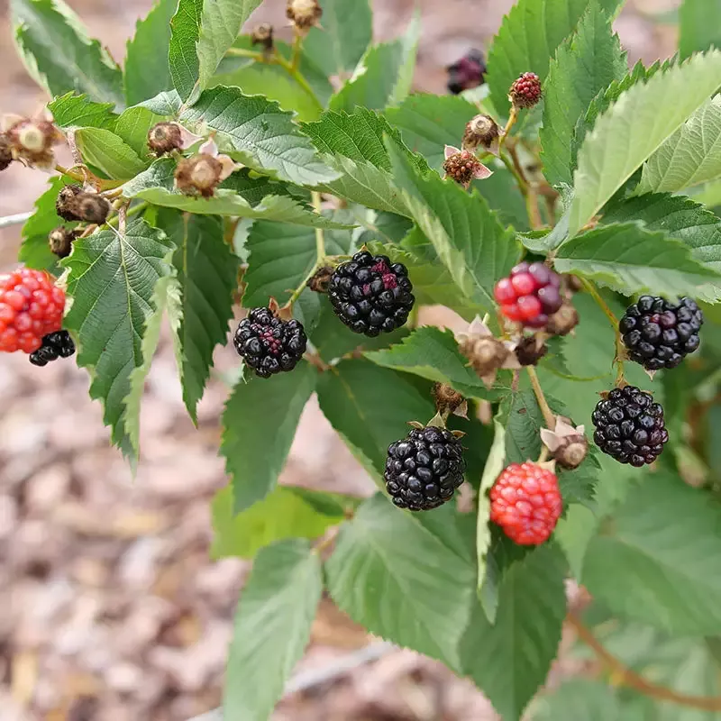 Taste of Heaven™ Blackberry (Rubus)