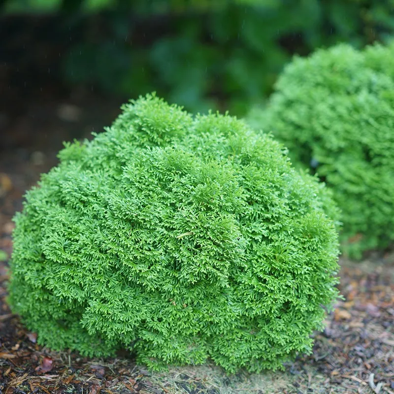 Tater Tot™ Arborvitae (Thuja)