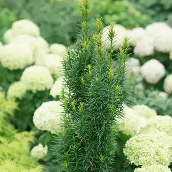 Taxus – Gwen