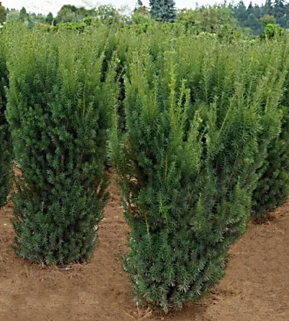 Taxus m Hicksii 3.5'