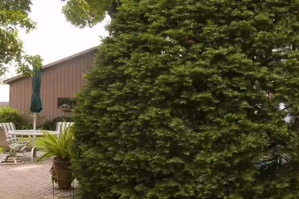 Taxus – Upright Japanese Yew