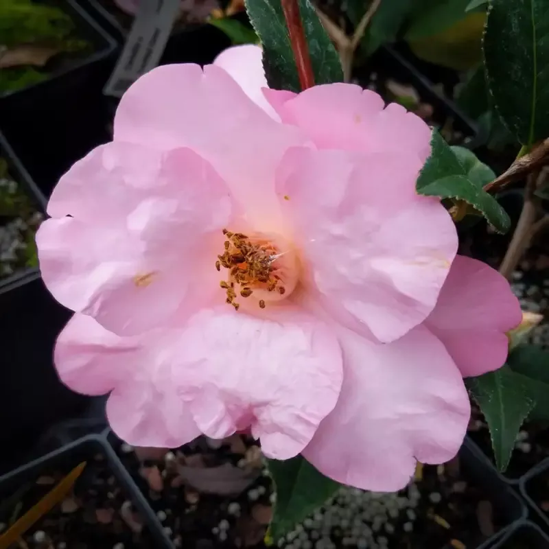 Taylor’s perfection Camellia